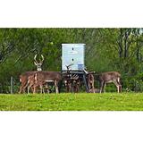 ALL SEASONS FEEDERS 600LB ELECTRIC PROTEIN STAND & FILL - Outdoor Solutions And Services