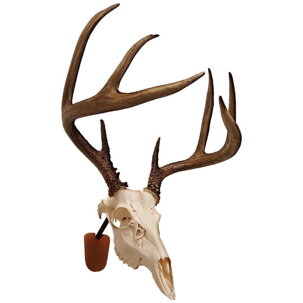 Walnut Hollow Euro Skull Mount Kit - Outdoor Solutions And Services